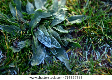Close up of freeze leaves outdoors. Green soft image of grass in a sunny cold winter day. Background seasonal picture