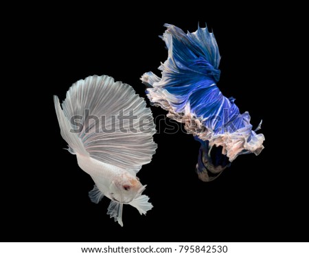Multi color Siamese fighting fish(Rosetail)(Half Moon),fighting fish,Betta splendens,on black background,Betta Fancy Koi Half Moon Plakat