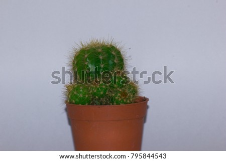 cactus in red  pot and while background
