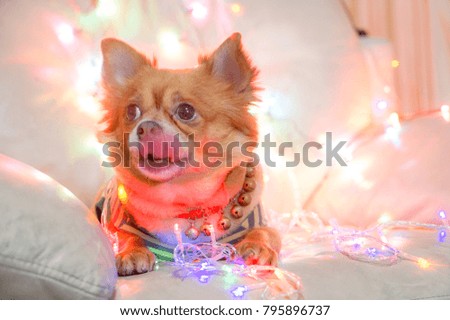 Lonely dog with Christmas light