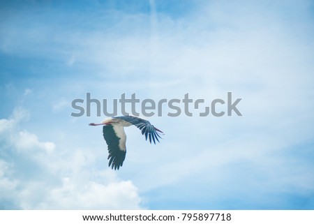 White stork flying on cloudy background on a foggy day. Stork is travelling from northern countries to south to spend the winter in warmer places.