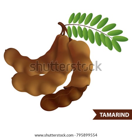 Tamarind vector illustration Royalty-Free Stock Photo #795899554