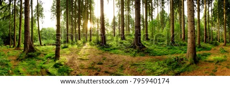 Sunrise in a beautiful forest in Germany Royalty-Free Stock Photo #795940174