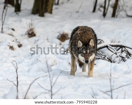 Gray wolf, Canis lupus, standing looking towards camera, in a snowy winter forest.