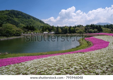 Fuji shibazakura or pink moss festival at Yaminashi prefecture, Japan
