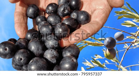 olives ripe on the grandmathers hands sky leaves for background