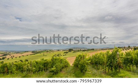rural summer landscape with sunflower fields and olive fields near Porto Recanati in the Marche region, Italy
