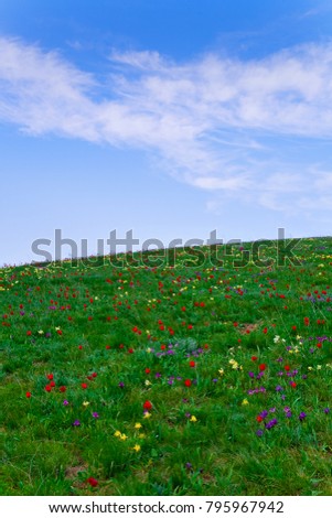 Beautiful colorful floral spring landscape, meadow with Tulipa schrenkii and Iris pumila on the background of blue sky.  Rostov nature reserve, Russia. The natural background.