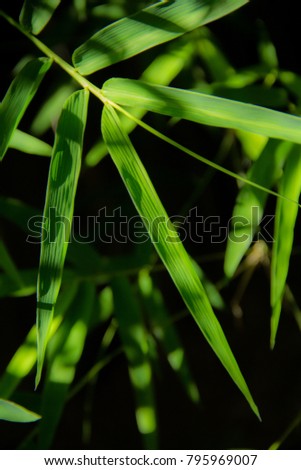 
Bamboo leaves in the forest