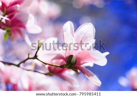 Pink Magnolia flower on blue sky background, with shallow depth of field and selective focus on flower petal. Magnolia flowers in spring with blue sky background and with buds.  Womens day concept