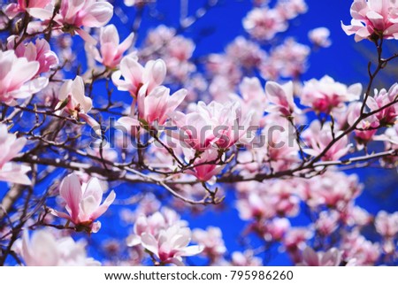 Flowers of pink Magnolia on blue sky background. Magnolia flowers in spring with blue sky background and with buds.  International Womens or Women day concept. Best picture for banners and cards. 