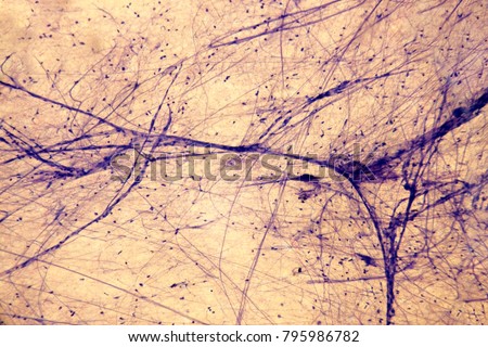 Neuromuscular junction microscopy photo Royalty-Free Stock Photo #795986782