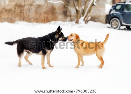 German shepherd and Labrador, sniffing each other