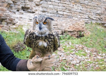 The hand holds a large beautiful owl bird. Space for copy space.