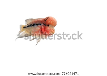 Flowerhorn Amphilophus trimaculatus