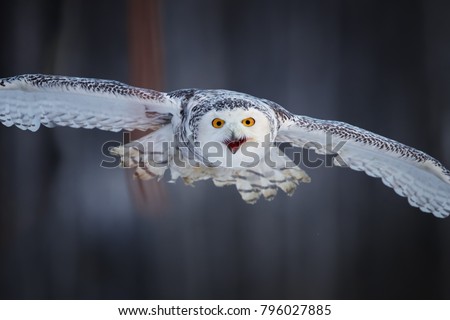 Attacking Snowy owl Bubo scandiacus from direct view. Portait of famous white owl with black spots and bright yellow eyes, flying directly at camera.  Animal action scene, Finland.