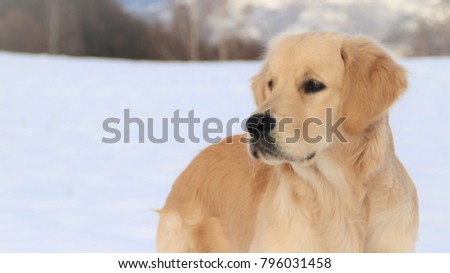 Golden Retriever in winter in the snow