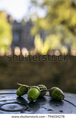 Vertical picture of nature,fruits of oak.