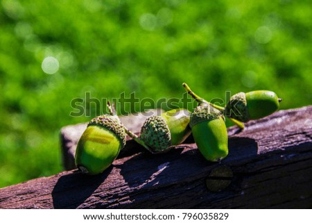 Nature picture of acorns on a wooden gate.