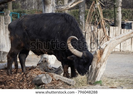 Large Indian buffalo feeding