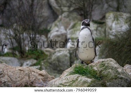 Penguin standing on a rocky outcrop 