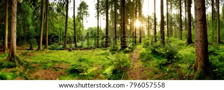 Sunrise in a beautiful forest in Germany Royalty-Free Stock Photo #796057558