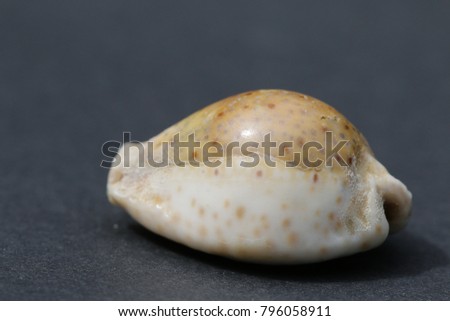 There are different species of the tropical cowry shell