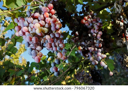 Grapes plantation in Mendoza, Argentina