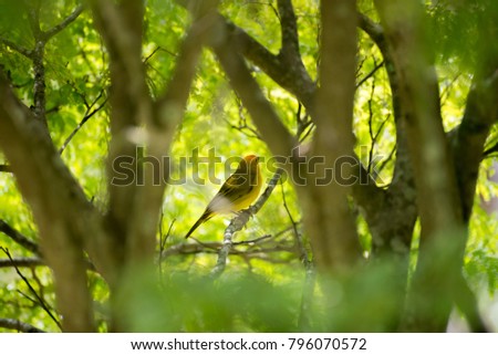 Male island canary posing on a tree branch in nature