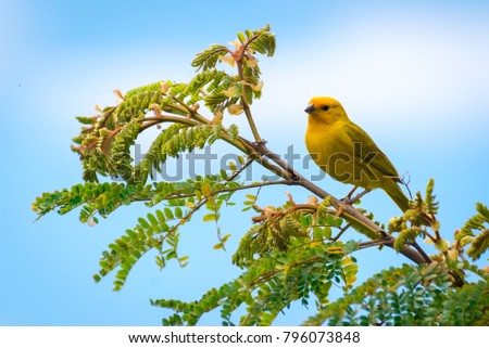 Close up of wild canary passerine bird perched on tree in nature Royalty-Free Stock Photo #796073848