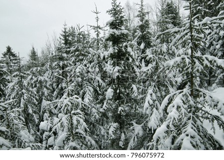 Spruce Tree Forest Covered by Snow in Winter Landscape.