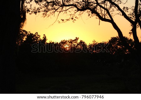 Sunset sky with tree silhouette