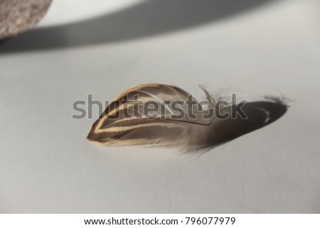 Brown and cream duck feather on an isolated white background