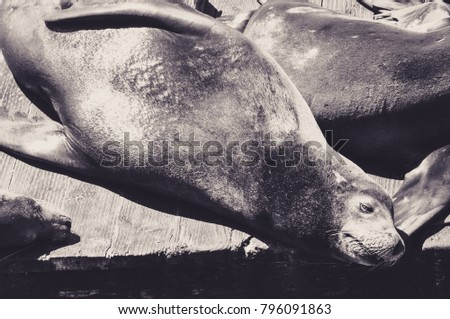 Big Seal Taking Sun on a Pier