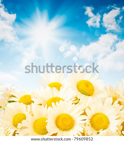 Flowers of daisy against blue summer sky
