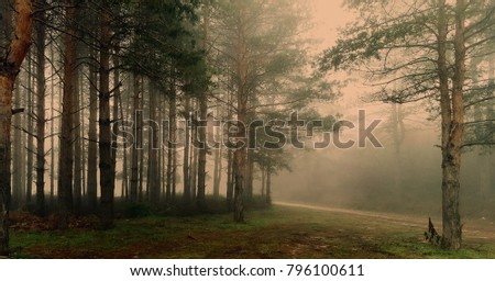 Amazing mystical forest with fog