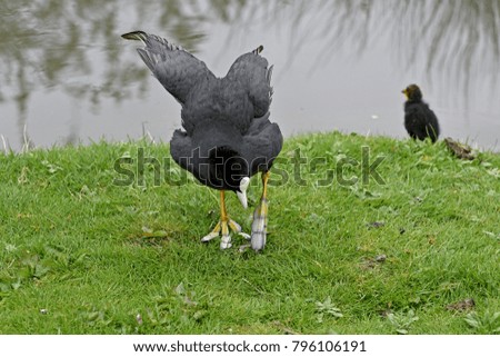 Coot searching for food