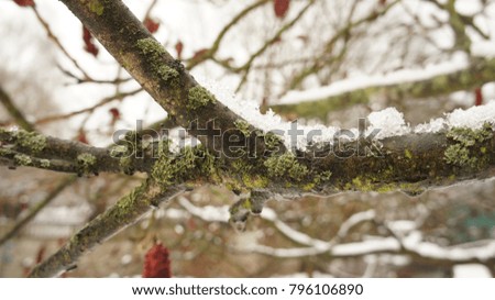 Frozen tree branch in the park with red flowers in the snow background.