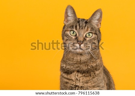 Pretty female tabby cat portrait with green eyes looking at the camera on a yellow background Royalty-Free Stock Photo #796115638