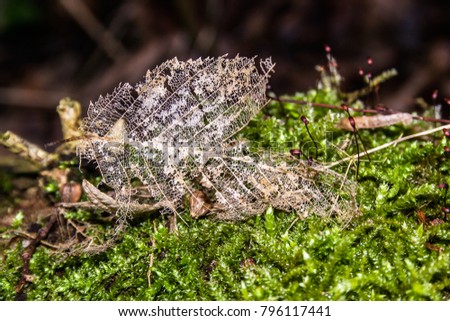Skeleton leaf fallen on a patch of moss