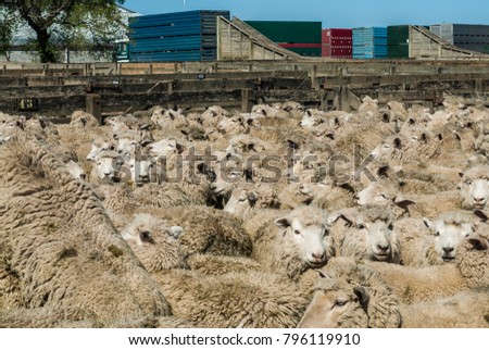 A flock of sheep await sale in stockyards with stock trucks in the background in New Zealand