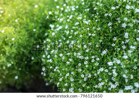 Closeup view of gypsophila flower, suitable for background Royalty-Free Stock Photo #796121650