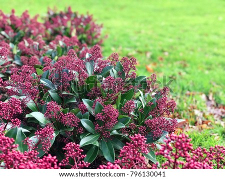 Beautiful red Skimmia Japonica Rubella plant with green leaves and red berries. Selective focus with grass in the background and space for text.  Royalty-Free Stock Photo #796130041
