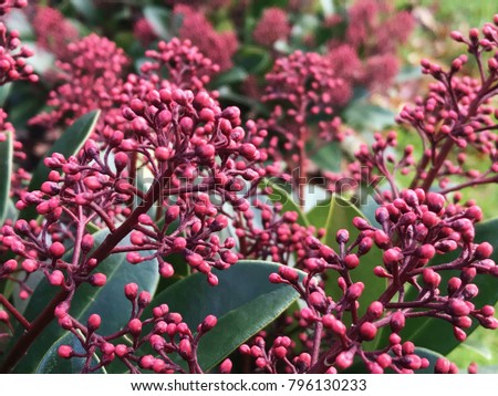 Beautiful red Skimmia Japonica Rubella plant with green leaves and red berries. Selective focus with space for text.  Royalty-Free Stock Photo #796130233