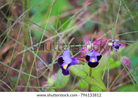 Flowering of pansy

