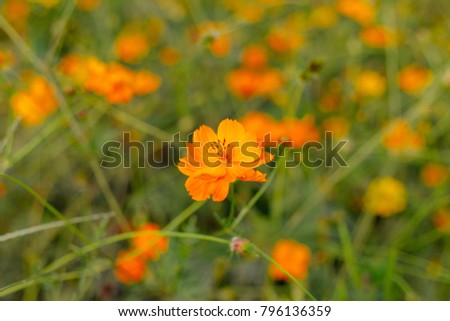 Spring and autumn background with beautiful yellow flowers. Copy space for quote. Yellow flower field in the garden.
