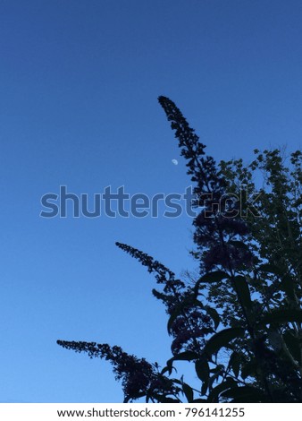 Butterfly Bush silhouette with blue sky and moon 