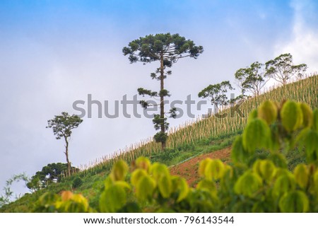 View of mountain landscape with araucaria tree on the background