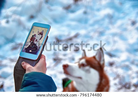 Girl is taking pictures of red dog on cell phone. Winter photography in the street of a beautiful Siberian husky dog.  Selective focus on the smartphone.