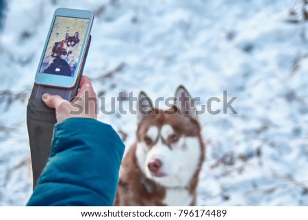 Taking pictures of red dog on cell phone. Winter photography in the street beautiful Siberian husky dog. Selective focus on the smartphone. Horizontal portrait.